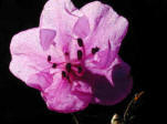 A single flower of Rhododendrom macronulatum